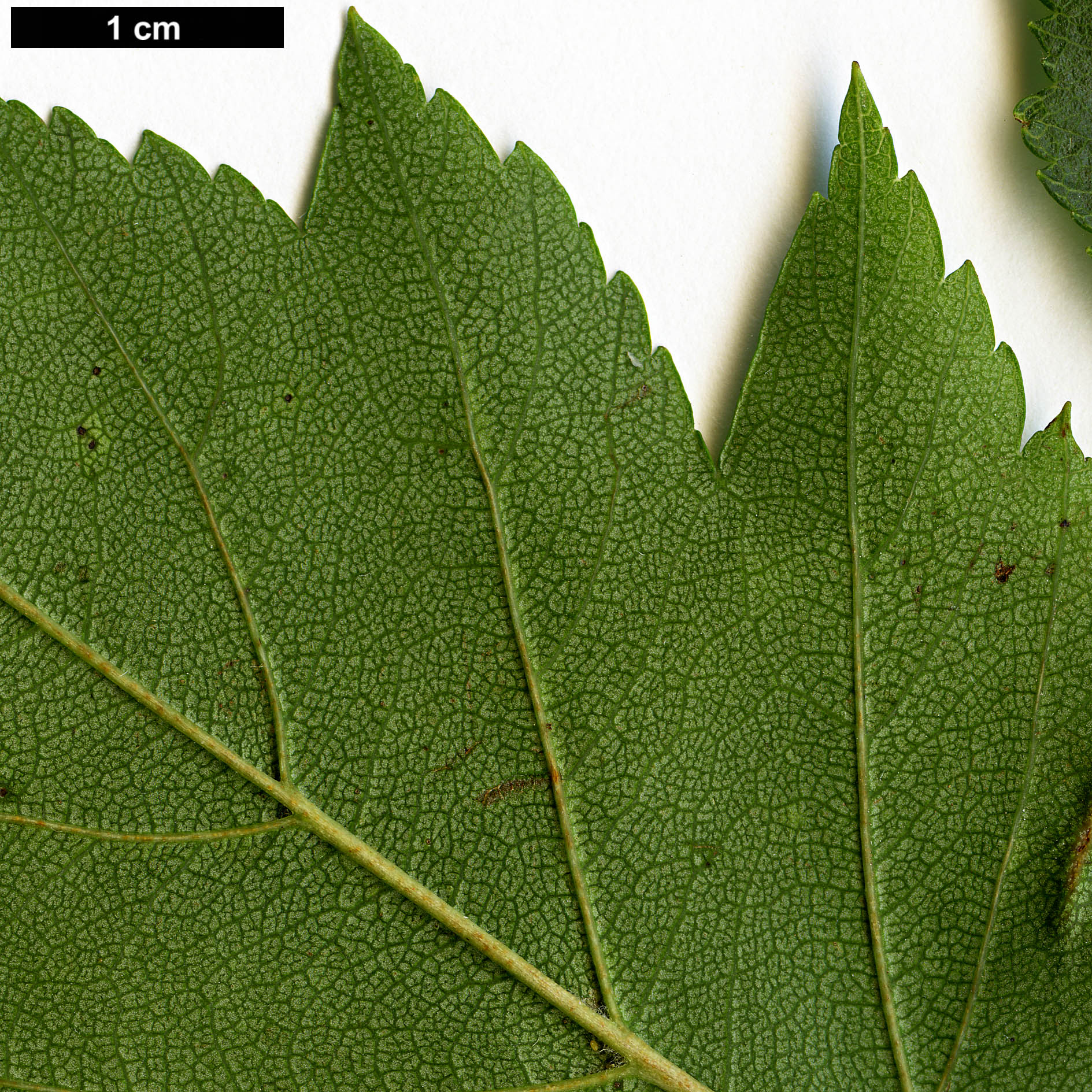 High resolution image: Family: Rosaceae - Genus: Crataegus - Taxon: viridis - SpeciesSub: 'Winter King'